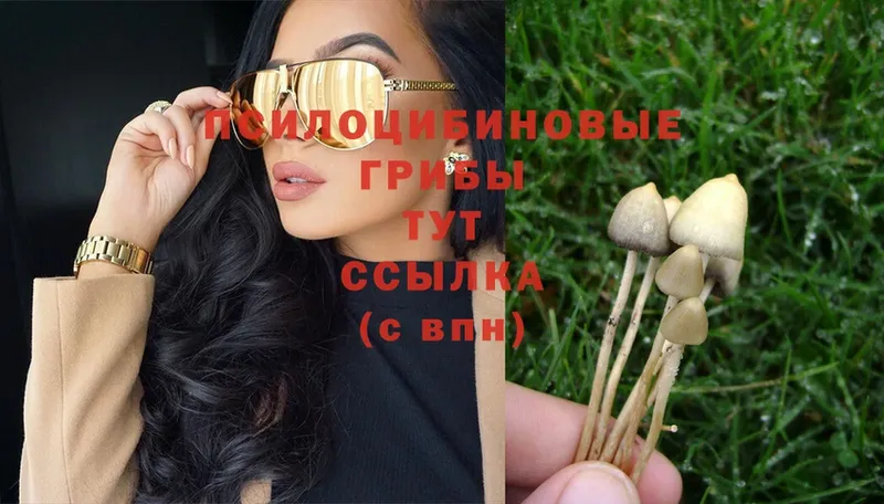 Псилоцибиновые грибы GOLDEN TEACHER  Волоколамск 